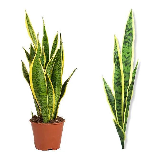 Techmanistan  Artificial Snake Plant Leaves Bunch For Indoor Home Decor